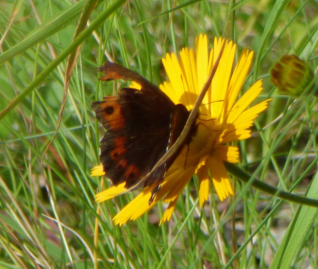 Erebie - cf. Erebia ligea